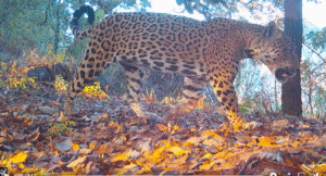 Captura de pantalla 2025-09-26 115832