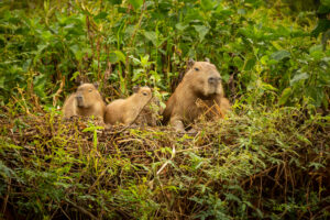 Capybara in the nature habitat of northern pantanal. Biggest ron