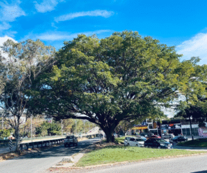 Diseño sin título – 2026-01-13T161903.940